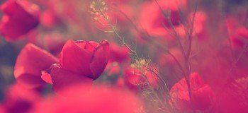 portfolio_featured_image2