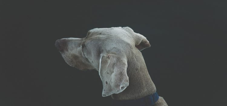 Cats & Dogs