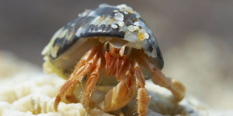 Vestibulum ante ipsum primis in faucibus orci