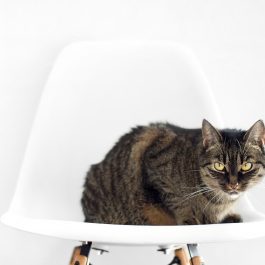 Cat on The Chair